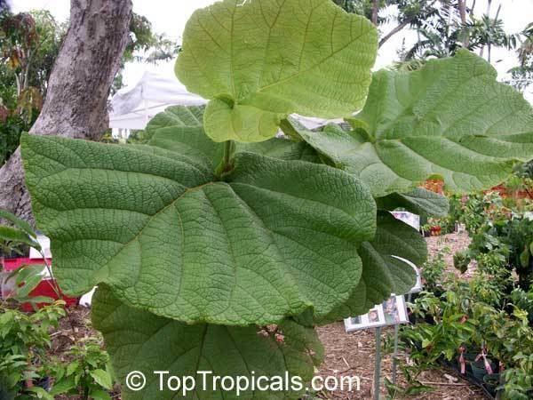 Coccoloba pubescens Polygonaceae Family Tree Related Keywords amp Suggestions