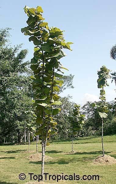 Coccoloba pubescens Tropical plant catalog TopTropicalscom