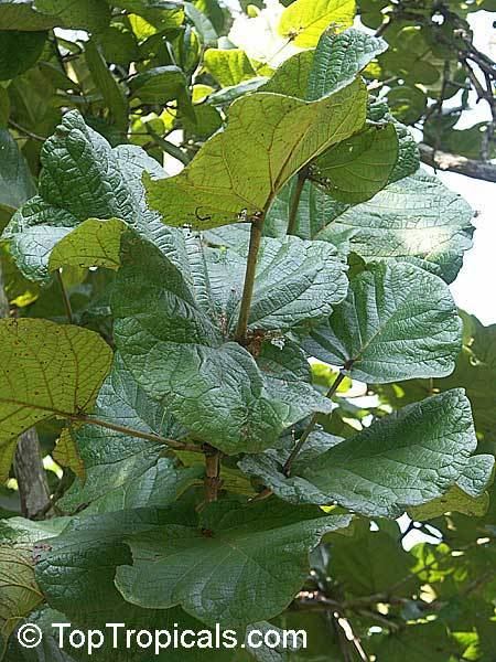 Coccoloba pubescens httpstoptropicalscompicsgarden05233876jpg