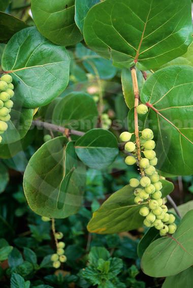 Coccoloba pubescens Stock Images of Coccoloba pubescens Sea Grape Grandleaf Sea Grape