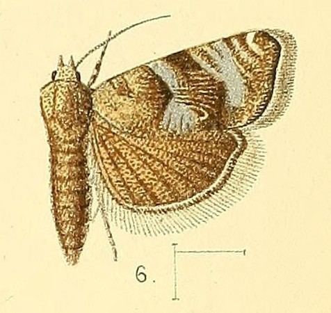 Coccothera