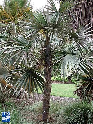 Coccothrinax Coccothrinax miraguama Identifying Commonly Cultivated Palms