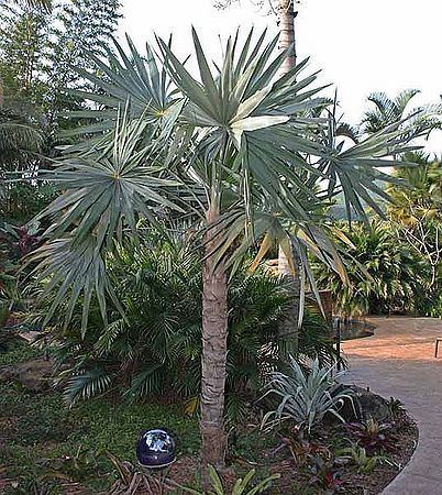 Coccothrinax Coccothrinax miraguama Palmpedia Palm Grower39s Guide