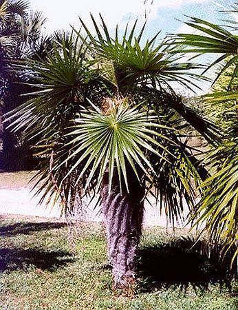 Coccothrinax Coccothrinax crinita Palmpedia Palm Grower39s Guide
