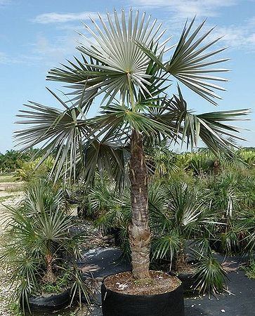 Coccothrinax Coccothrinax cupularis Palmpedia Palm Grower39s Guide