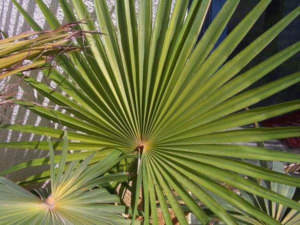 Coccothrinax argentata - Alchetron, The Free Social Encyclopedia