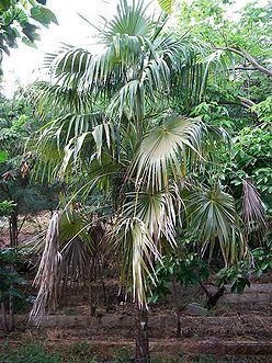 Coccothrinax barbadensis Coccothrinax barbadensis Palmpedia Palm Grower39s Guide