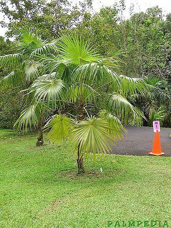 Coccothrinax barbadensis wwwpalmpedianetwikiimagesthumb443Coccothri