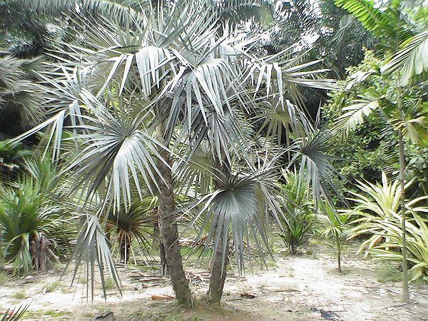 Coccothrinax miraguama Coccothrinax miraguama Palmpedia Palm Grower39s Guide