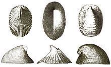 Cocculinidae httpsuploadwikimediaorgwikipediacommonsthu