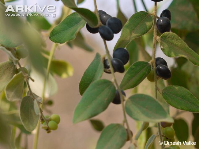 Cocculus Cocculus photo Cocculus hirsutus G120953 ARKive