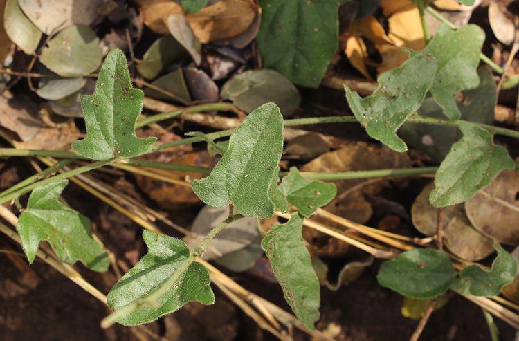 Cocculus hirsutus Flora of Mozambique Species information individual images