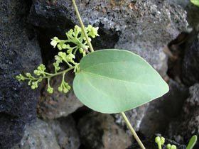 Cocculus orbiculatus Native Plants Hawaii Viewing Plant Cocculus orbiculatus