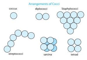Coccus httpsuploadwikimediaorgwikipediacommonsthu