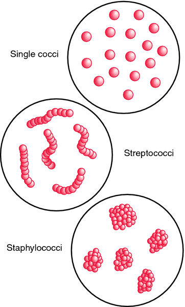 Coccus Coccus definition of coccus by Medical dictionary