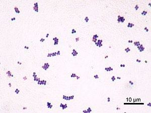 Coccus Coccus Wikipedia