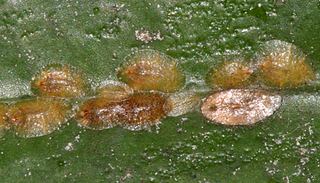 Coccus hesperidum Coccus hesperidum Brown Soft Scale Discover Life