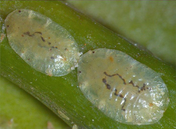 Coccus viridis Insect Pests