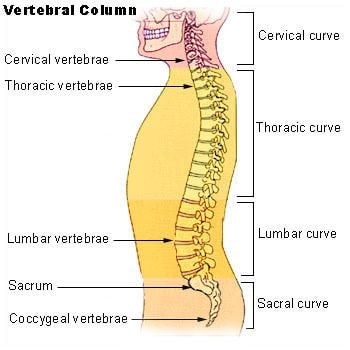 Coccyx