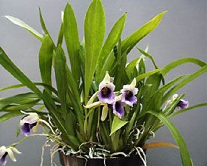 Cochleanthes Warscewiczella Cochleanthes discolor presented by Orchids Limited
