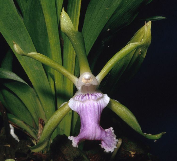 Cochleanthes wwworchidspeciescomorphotdircocharomaticajpg