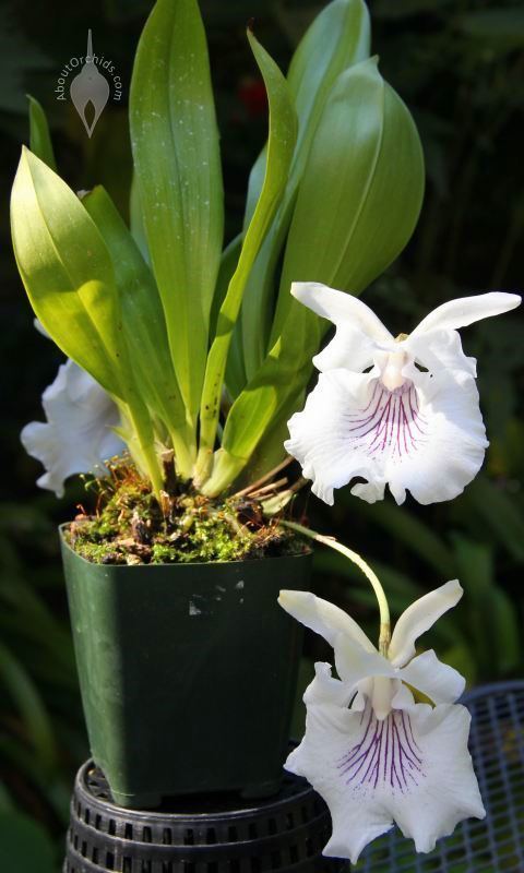 Cochleanthes AboutOrchids Blog Archive Cochleanthes