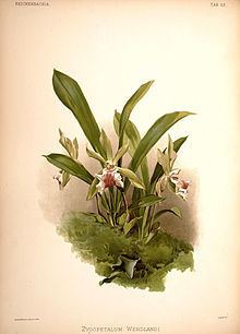 Cochleanthes aromatica httpsuploadwikimediaorgwikipediacommonsthu