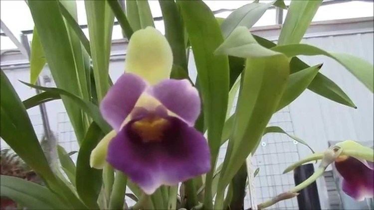 Cochleanthes Cochleanthes discolor YouTube