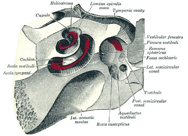 Cochlear cupula