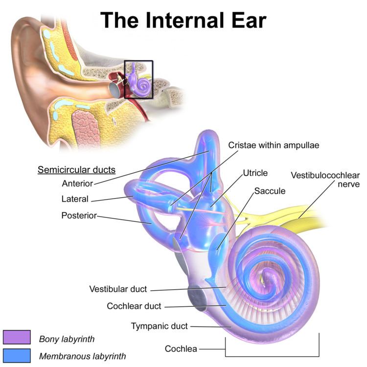 Cochlear duct