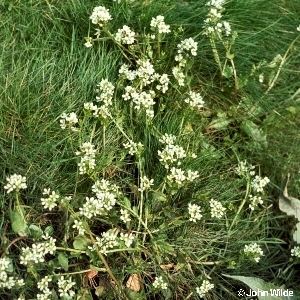 Cochlearia anglica Cochlearia anglica L English Scurvygrass Flora of Northern Ireland