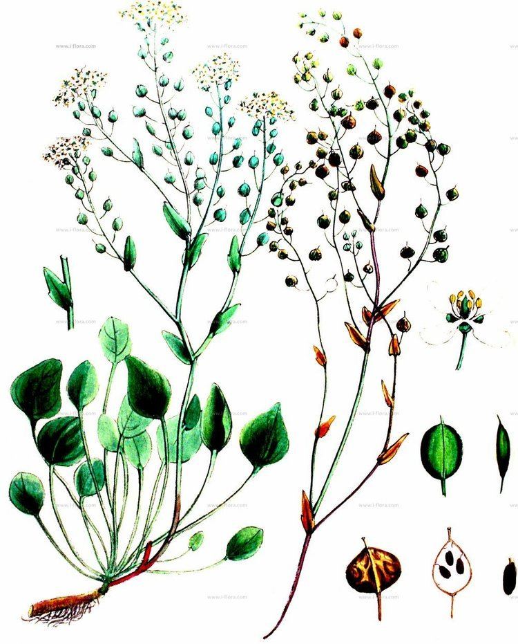 Cochlearia anglica Stammbaum Englisches Lffelkraut Cochlearia anglica L