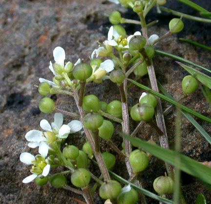 Cochlearia Cochlearia officinalis