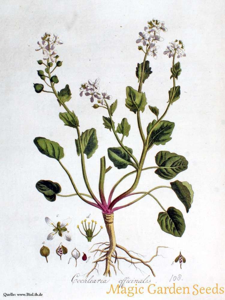 Cochlearia officinalis Scurvy grass Cochlearia officinalis heritage and heirloom seeds