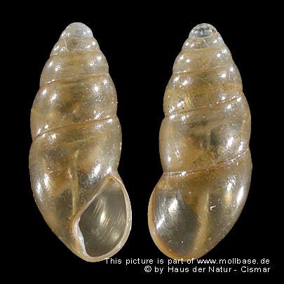 Cochlicopa Molluscs of central Europe gt Cochlicopa nitens M v Gallenstein 1848