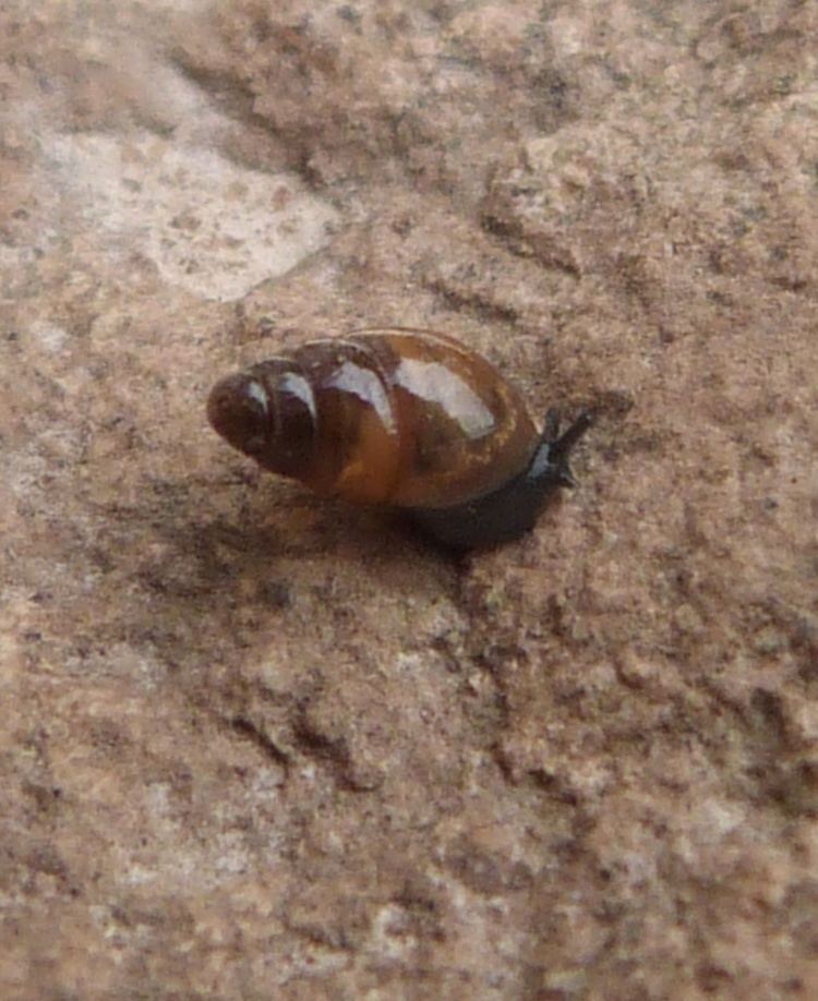 Cochlicopa lubrica Slippery Snail Cochlicopa lubrica NatureSpot