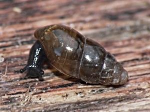 Cochlicopa lubrica Terrestrial Snails and Slugs
