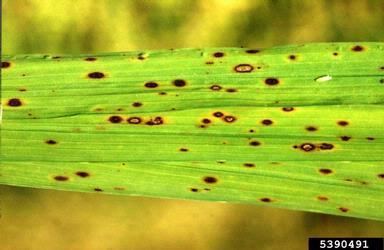 Cochliobolus miyabeanus brown spot of rice Cochliobolus miyabeanus S Ito amp Kurib