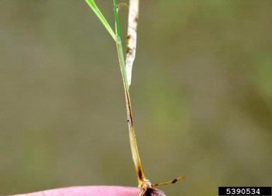 Cochliobolus miyabeanus brown spot of rice Cochliobolus miyabeanus S Ito amp Kurib