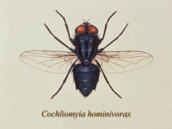 Cochliomyia The Special Brand of Horror that is the New World Screwworm Body