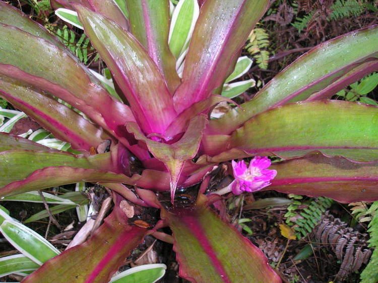 Cochliostema Tropical Plant Photo Dictionary cubit Cochliostema forum