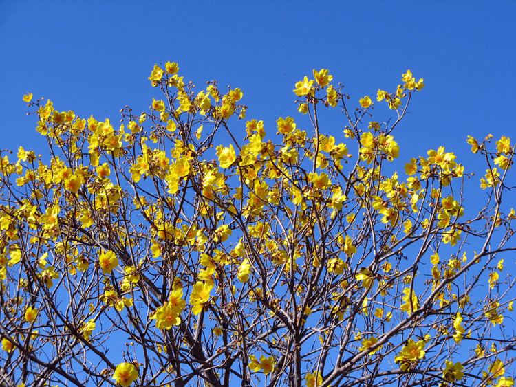 Cochlospermum Cochlospermum vitifolium Buttercup tree Bombax vitifolium