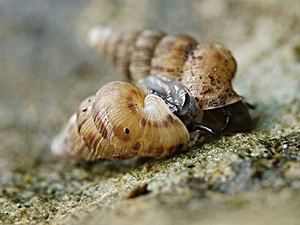 Cochlostoma Terrestrial Snails and Slugs