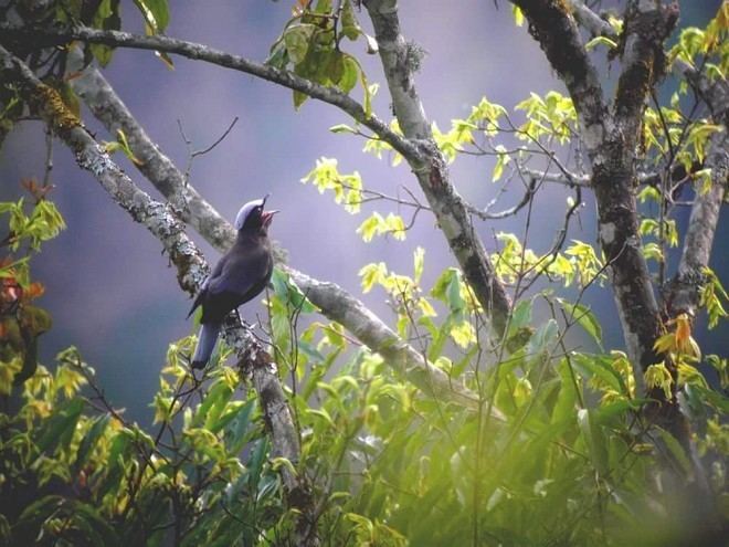 Cochoa Oriental Bird Club Image Database Purple Cochoa Cochoa purpurea