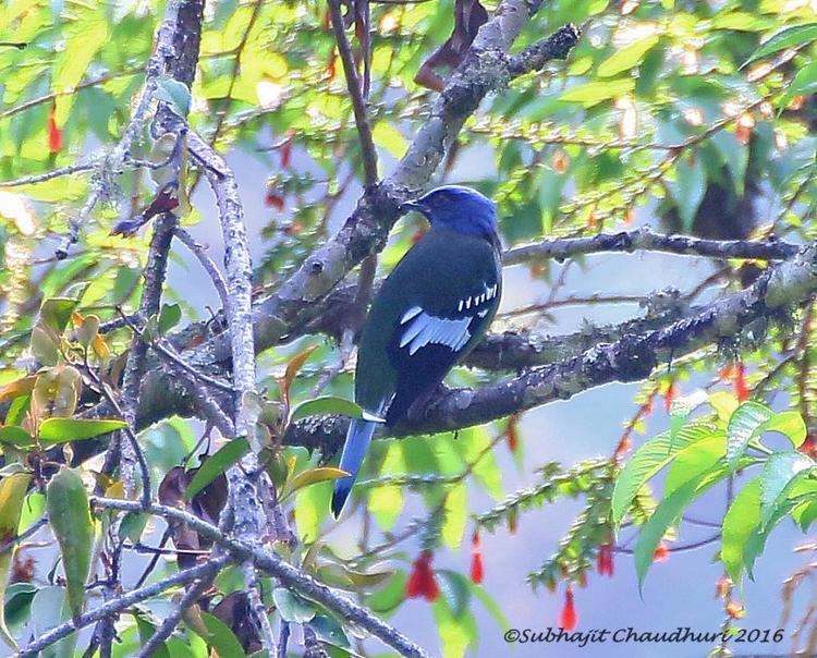 Cochoa Green Cochoa Cochoa viridis videos photos and sound recordings