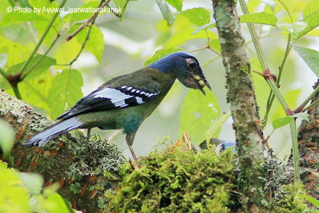 Cochoa Oriental Bird Club Image Database Green Cochoa Cochoa viridis