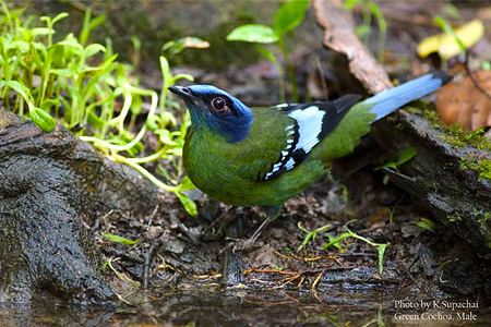 Cochoa Green Cochoa A Birders Blog