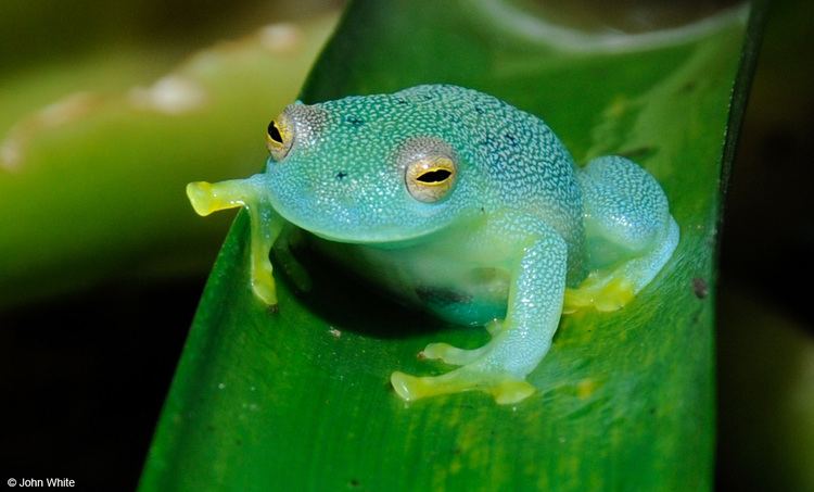 Cochranella CalPhotos Cochranella granulosa Glass Frog