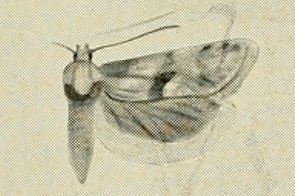 Cochylimorpha asiana