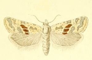 Cochylimorpha halophilana